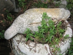 Steintaube