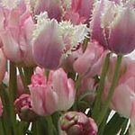 Florales